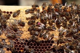 Pszczółka Maja ma coraz większą rodzinę