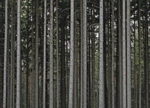 Niemieckie lasy są zagrożone chore