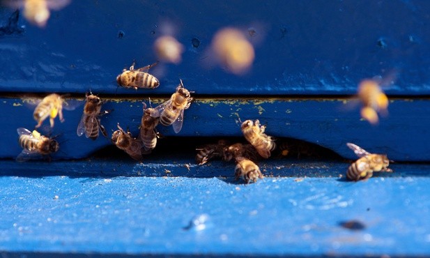 Pszczoły w centrum Katowic wytworzyły więcej miodu niż na wsi