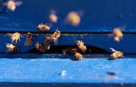 Przybywa "miejskich" pszczół. I to nie jest dobra wiadomość dla dzikich zapylaczy