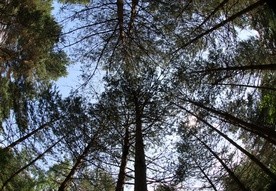 Większość drzew piorun zabija