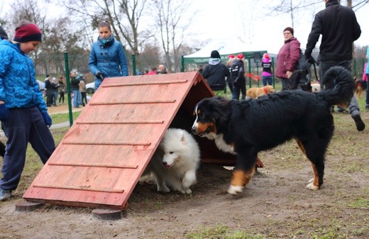 Park dla psów w Elblągu