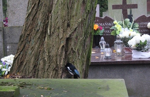 Wszystkich Świętych A.D. 2017 w Płocku