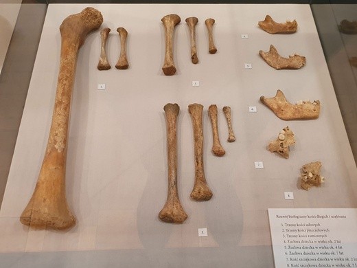 Legendarne Sutuhali? Wystawa w Muzeum Górnośląskim