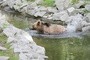 Japonia: Rekordowa liczba zgonów w wyniku ataku niedźwiedzi