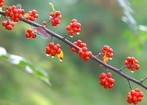 Rosa nie zastąpi solidnego deszczu i obfitych źródeł