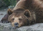 Czasy sprzyjają karpackim niedźwiedziom