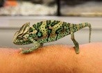 Zambia: Dwa lata więzienia i ciężkie roboty za próbę zabójstwa prezydenta kraju za pomocą czarów
