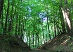Europejskie lasy pochłaniają coraz mniej węgla