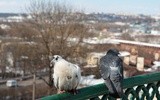 Ptasia grypa we Wrocławiu (aktualizacja)