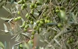 Gałązki oliwne z Włoch