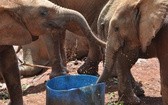 Słonie z ośrodka David Sheldrick Wildlife Trust