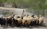 Podążać za Dobrym Pasterzem