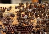Jak rozmawiają pszczoły?