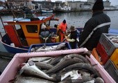 KE chce zakazu połowu śledzia na Bałtyku - to byłaby katastrofa dla polskich rybaków