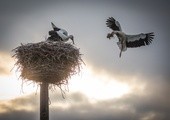 Przegląd gniazd bocianów robią energetycy w południowej Polsce