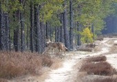 Ktoś widział wilka? Tropimy zwierzęta