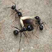 Uwaga na mrówki, ostatnio ich pełno