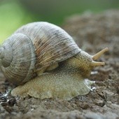 Nasze najlepsze! Rzecz o ślimakach