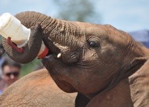 Słoń współczesny