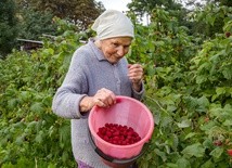 Wracają, jak do rodziny