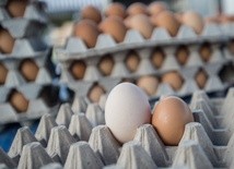 Salmonella wykryta w jajkach z Polski