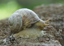 Nasze najlepsze! Rzecz o ślimakach