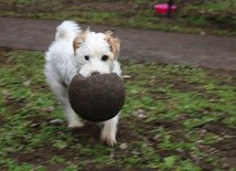 Chodź, pieseczku, do pańci, a pieseczek woli "Doglinkę"