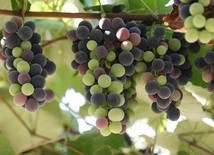 Słodkie winogrona