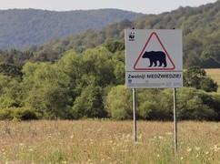 Bez zmian niedźwiedzie będą częściej wchodzić do wsi
