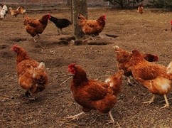 Ponad sto ognisk ptasiej grypy w kraju