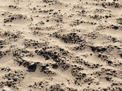 W Al-Faszir w Sudanie mogło zginąć nawet 60 tys. osób