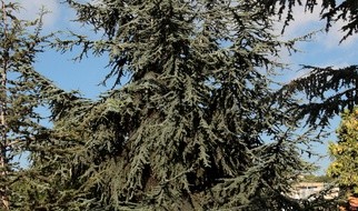 Cedr Libański. Dawniej drzewo święte, a dziś?