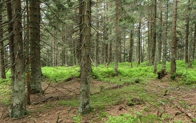 Lasy Państwowe otwierają się na miłośników bushcraftu i survivalu