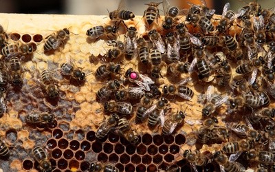 Pszczółka Maja ma coraz większą rodzinę