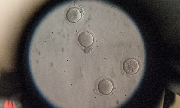 Częstochowa nie rezygnuje z in vitro