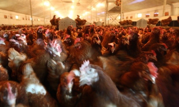 Chiny: Zgłoszono trzeci przypadek zakażenia człowieka wirusem grypy ptaków H3N8