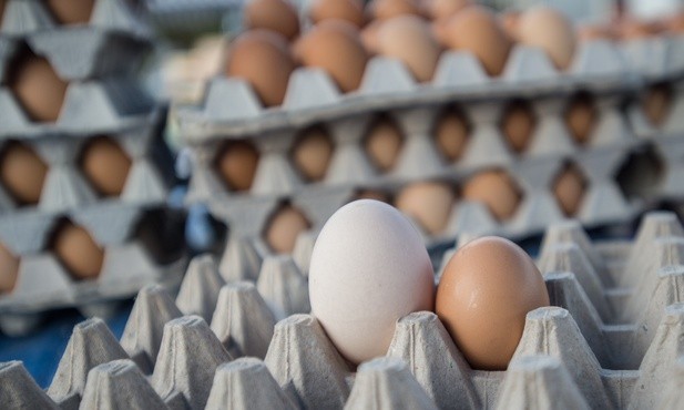 Salmonella wykryta w jajkach z Polski