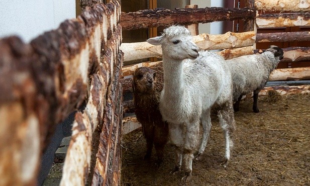 Portugalia ma największą żywą szopkę w Europie 