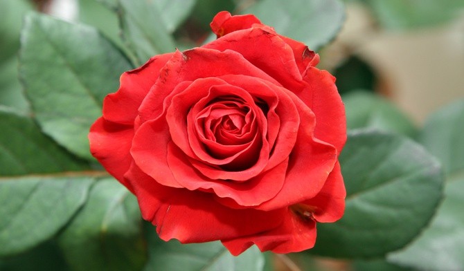 W wieku 12 lat została tercjarką franciszkańską. Święta Róża