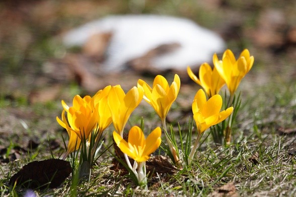 Nastanie niekończąca się wiosna. Chrystus już zwyciężył...