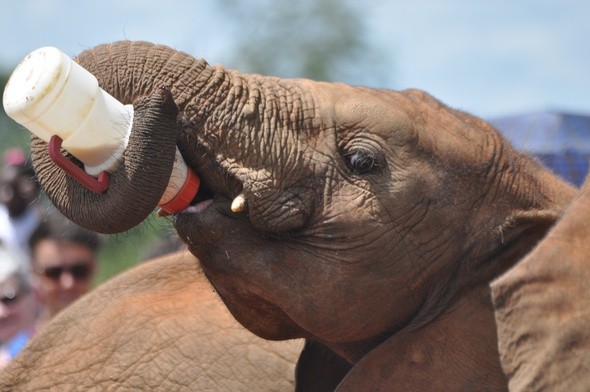 Prehistoryczni mieszkańcy Italii żywili się mięsem słoni
