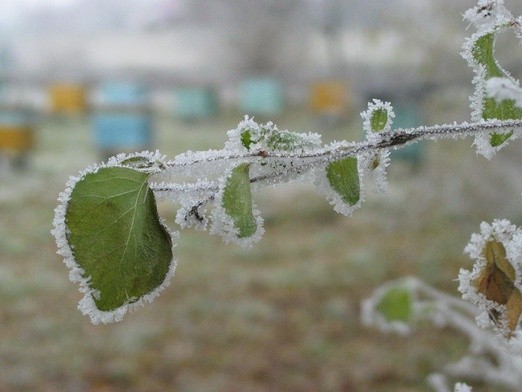 Szron? A może szadź?
