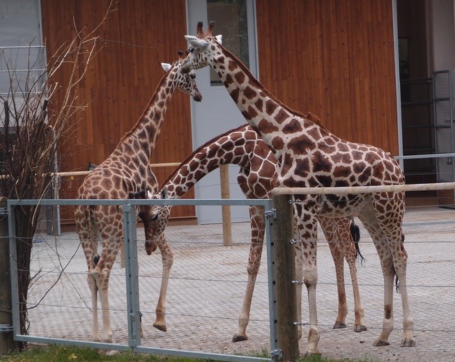 85 lat krakowskiego zoo