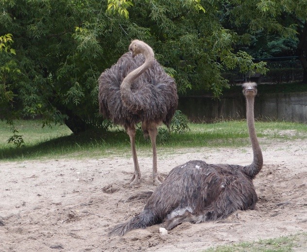 85 lat krakowskiego zoo