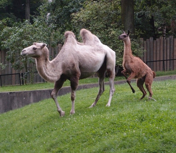85 lat krakowskiego zoo