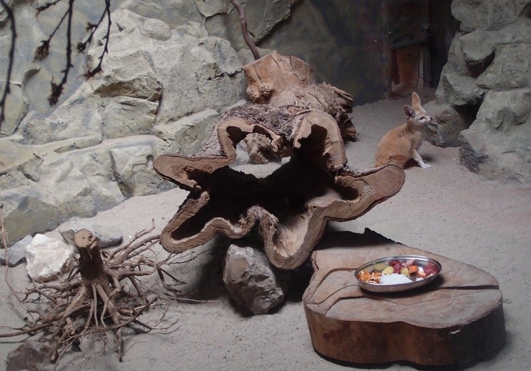 85 lat krakowskiego zoo